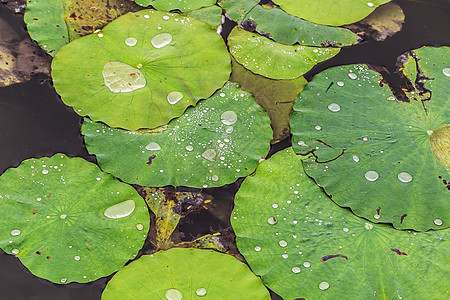 莲花花花水在池塘里滴下绿叶子植物草本植物荷花百合墙纸气泡水滴荷叶花瓣植物群图片