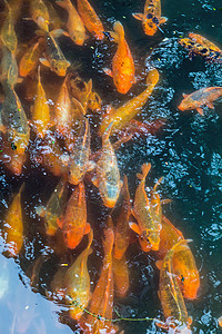 五颜六色的鲤鱼锦鲤鱼在 pon 中游泳图片