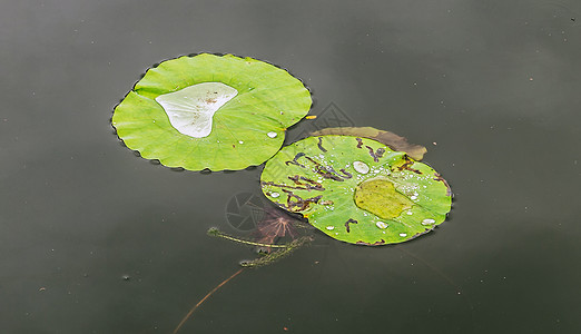 池塘水滴中的莲花花植物群草本植物荷叶墙纸植物叶子荷花花园花瓣雨滴图片