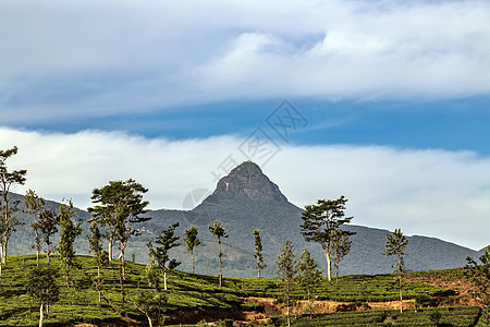 亚当山峰斯里帕达斯里兰卡图片