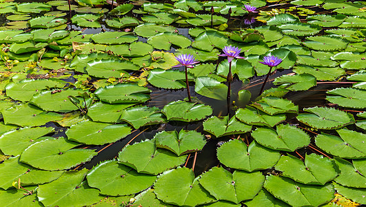 湖面的花朵绿叶植物植物群池塘花园粉色叶子绿色荷花紫色百合图片