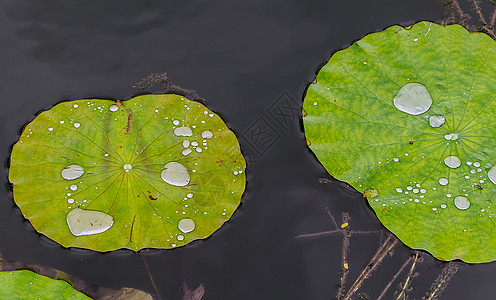 莲花花花水在池塘里滴下绿叶子花园叶子水滴雨滴荷叶百合荷花气泡植物草本植物图片