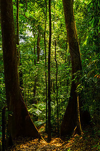 热带植物叶子森林环境棕榈荒野树干绿色木头自然植被图片