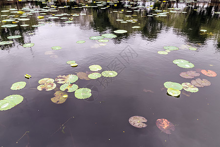 莲花花花水在池塘里滴下绿叶子荷叶百合叶子花园花瓣植物群气泡水滴草本植物荷花图片