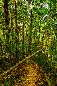 热带雨林自然木头森林植物旅行叶子绿色荒野棕榈植物群环境图片