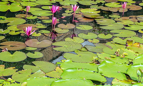 池塘水滴中的莲花花花园绿色荷花植物植物群百合叶子花瓣粉色紫色图片