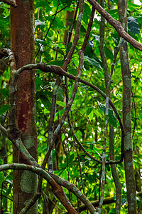 热带植物森林藤蔓植被环境荒野木头棕榈植物群树干叶子图片