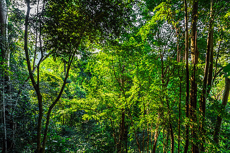 热带植物树干植被生态树叶木头自然棕榈森林蕨类藤蔓图片