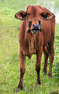 草地上的肖像Ox动物图片