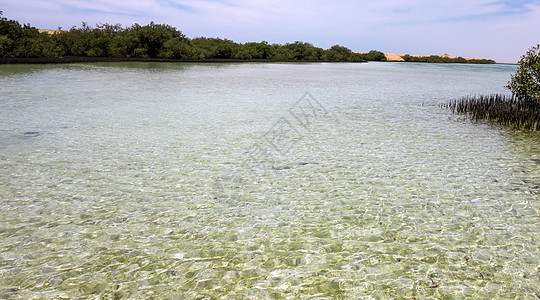 埃及频道公园海滩树木水道根系假期异国情调水晶天蓝色图片