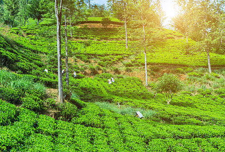 绿茶芽叶叶图片