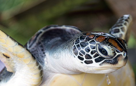 绿海龟生态系统图片