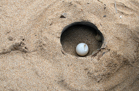 近身海龟产卵沙滩 背景岛屿海岸图片
