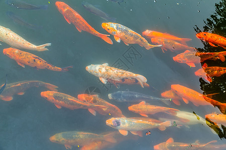 科伊鱼或鲤鱼在水下池塘顶视图中游泳锦鲤池动物金子宠物热带溪流爱好阴影橙子鸭塘图片