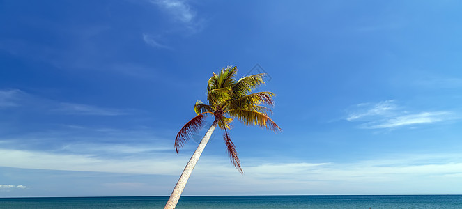 弯椰树棕榈树的视野 能看到蓝色天空水果海滩海洋木头花园框架可可热带矮人叶子图片