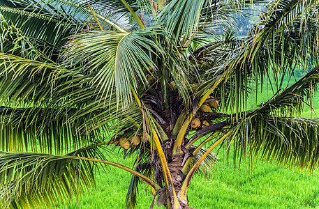 热带植物椰子棕榈背景叶子植物群横幅坚果水果情调木头框架森林丛林图片