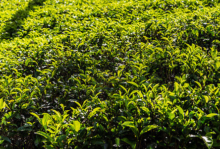 绿色茶叶种植园景观农田草本植物生态爬坡道阳台山坡季节旅行茶园衬套图片