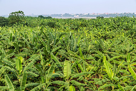 香蕉种植园有机作物棕榈田异国水果农业气候情调棕榈树干场地食物农场图片