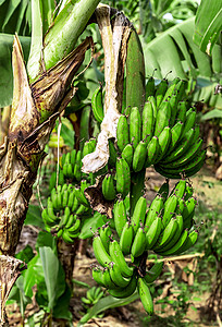 在banana far剪香蕉枝图片