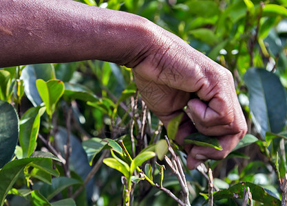 斯里兰卡种植采茶叶树叶的种植园图片