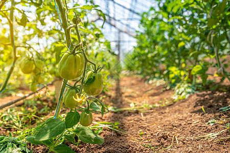 绿西红柿在农场的阳光下 在温温室熟熟成熟的青番茄中发芽食物生产植物饮食农业幼苗土壤花园园艺图片