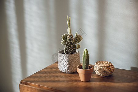 Cactus 植物装饰家具风格酒店床头柜桌子奢华公寓极简卧室肉质背景图片