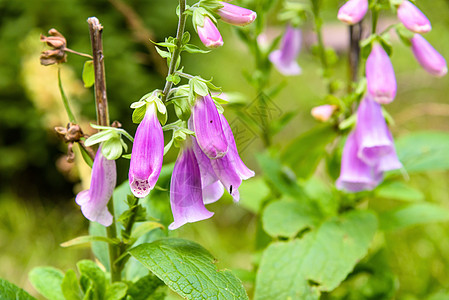 紫色狐雨花植物学荒野花瓣花园阳光国家植物宏观植物群野花图片