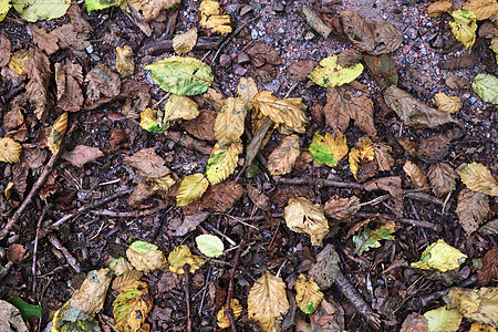 带苔藓的森林地面纹理的详细特写视图锥体地面松树生长松果叶子林地针叶树蔬菜季节图片