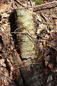 带苔藓的森林地面纹理的详细特写视图针叶树木头松树季节林地生长蔬菜松果植物叶子图片