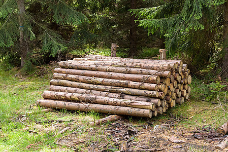 森林中砍伐的原木堆积图片