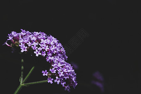 Dianthus 花花宏红色白色花园石竹背景图片