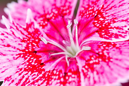 Dianthus 花花宏石竹花园红色白色背景图片