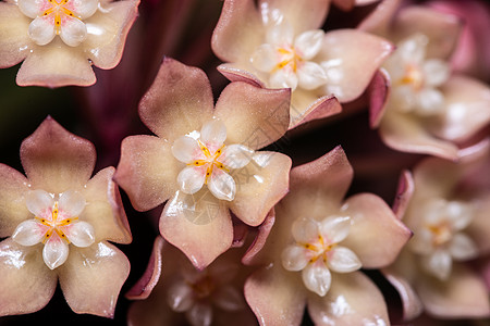 粉红色的 hoya 花微距宏观植物粉色背景图片