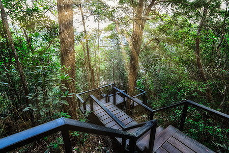 森林的自然资源和林自然绿色太阳阳光图片