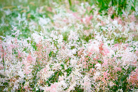 模糊的草地上盛开着红色和白色的花朵甘菊雏菊草原花园荒野季节植物学洋甘菊公园环境图片