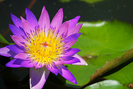 粉红紫莲花花在池塘中盛开图片