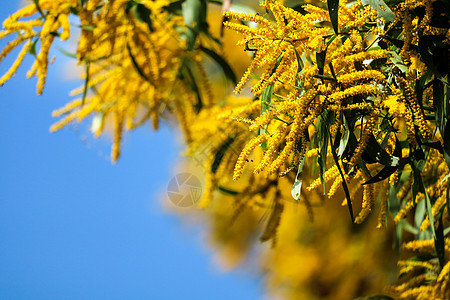 瓦特或阿卡西亚香肠状小花朵全盛开天空簇绒森林金子花束季节叶子长叶旅行树叶图片