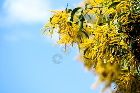 瓦特或阿卡西亚香肠状小花朵全盛开簇绒花束旅行树叶天空季节花园香味公园金子图片