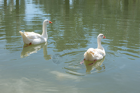 鹅在泳池里白色水池池塘图片