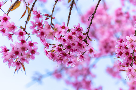 大型花朵樱花图片