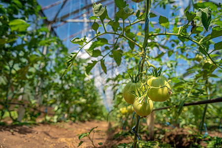 在农场温室里种植有机质量的西红柿 没有化学品 健康食品 蔬菜和复制空间叶子幼苗花园园艺维生素植物栽培土壤饮食农业图片