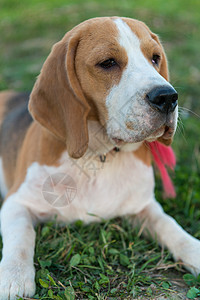 可爱的 beagle 肖像石头友谊宠物哺乳动物家养狗犬类草地猎犬场地美眉图片