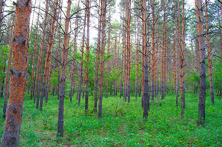 美丽的夏季风景森林树叶土地花朵松树水平阴影绿色阳光树木图片