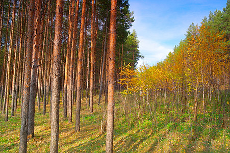 秋天的森林里 有松树和灌木林黄色阳光蓝色场景植物美丽棕色分支机构土地树叶图片