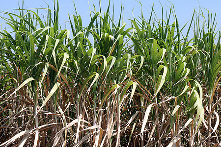 甘蔗植物在田间生长 种植甘蔗树种 甘蔗园背景天空燃料环境生物质文化日落农田收成种植园土地图片