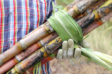 工人拿着新鲜的甘蔗 农民在农场切割甘蔗 甘蔗和农民甘蔗 甘蔗农场的农民 工人和甘蔗为种植园切割农业收获国家植物收成种子场地农田食图片