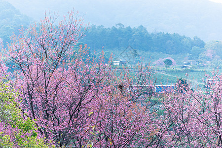 大型花朵樱花背景图片