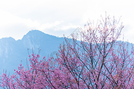 大型花朵樱花背景图片