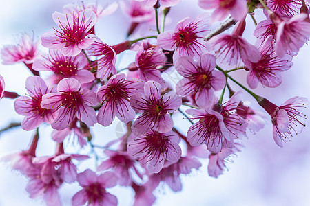 大型花朵樱花背景图片