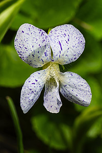 维奥拉索罗里亚雀斑宏观紫色树叶荒野植物花朵香水花瓣白色图片